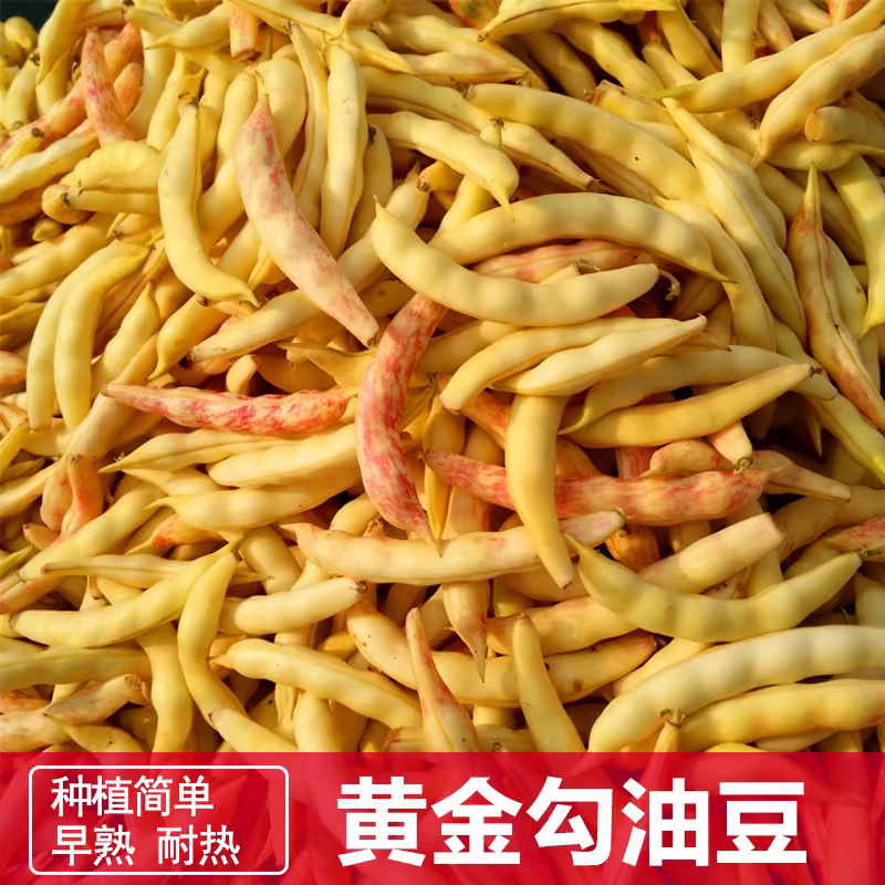 早熟黄金钩油豆种子春秋豆角黄色架豆芸豆东北特色蔬菜种籽子