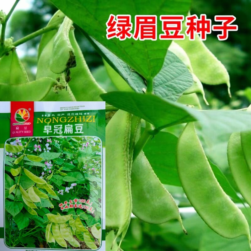 绿扁豆种子早熟嫩绿眉豆架豆农家蔬果种子四季蔬菜种籽种子