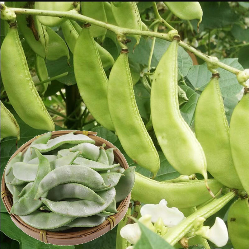 绿扁豆种子早熟嫩绿眉豆架豆农家蔬果种子四季蔬菜种籽种子
