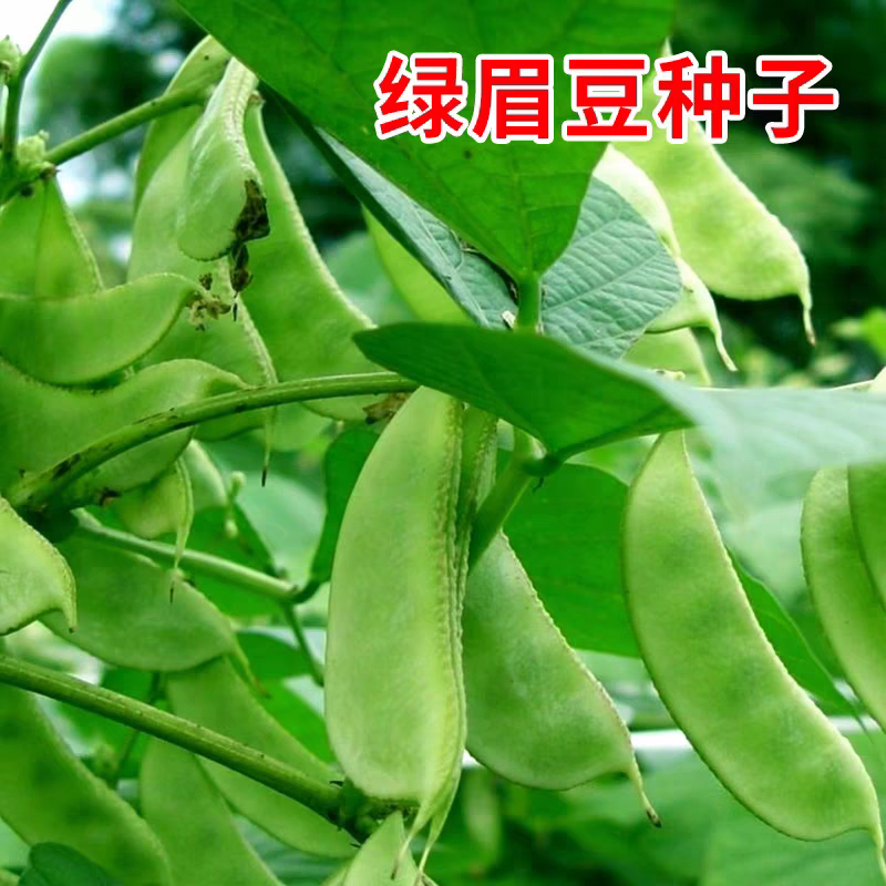 绿扁豆种子早熟嫩绿眉豆架豆农家蔬果种子四季蔬菜种籽种子