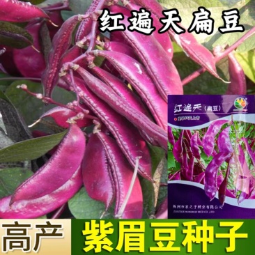 红遍天紫扁豆种子高产早熟红色眉豆大豆角种籽春秋四季蔬菜种