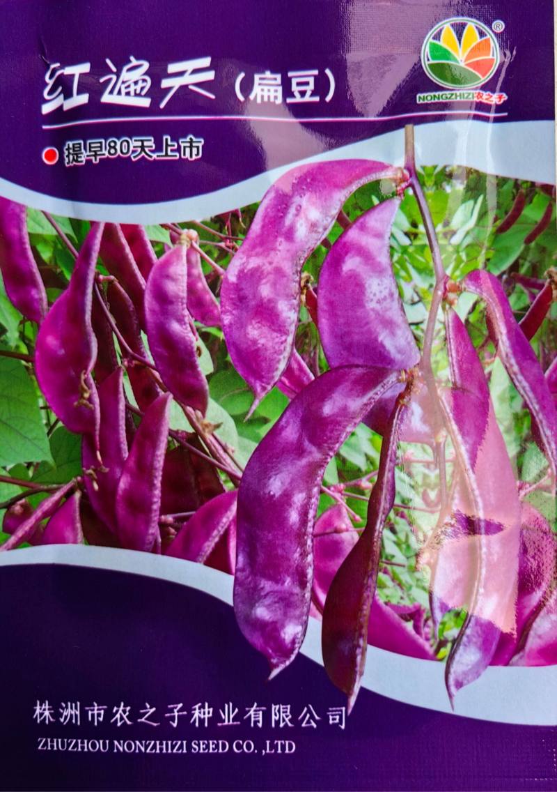 红遍天紫扁豆种子高产早熟红色眉豆大豆角种籽春秋四季蔬菜种