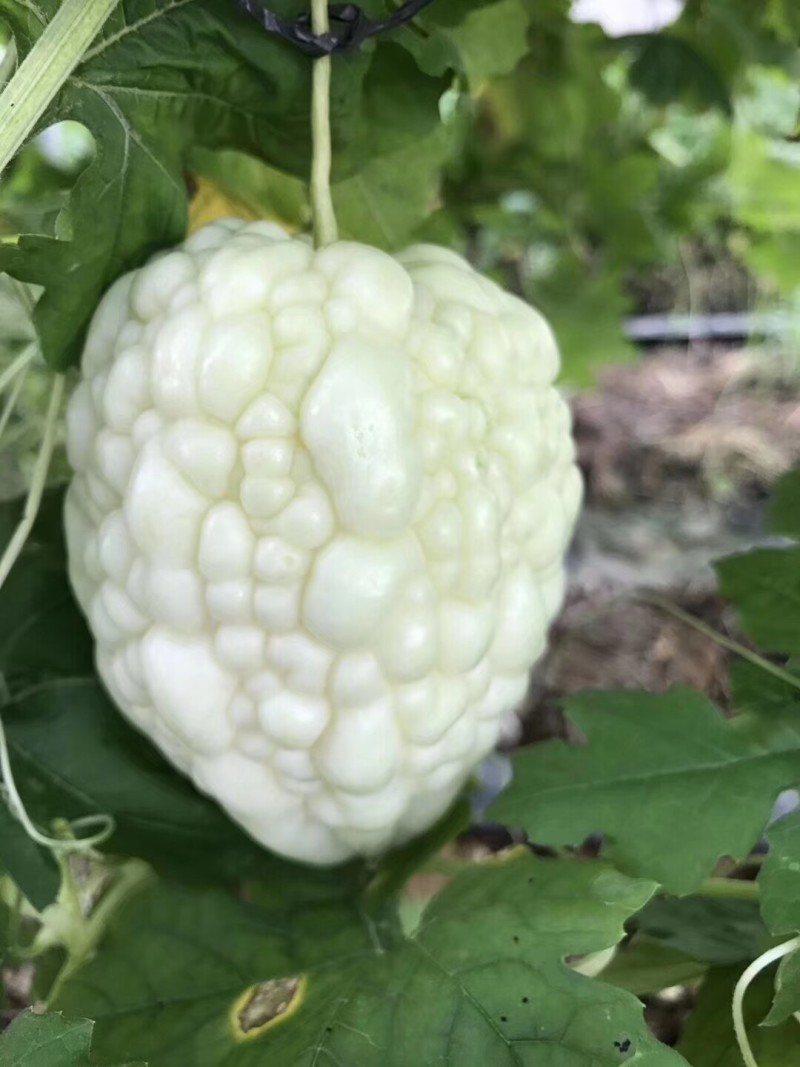 苹果苦瓜种子高产水果苦瓜种籽甘甜春天阳台盆栽家庭蔬菜种子