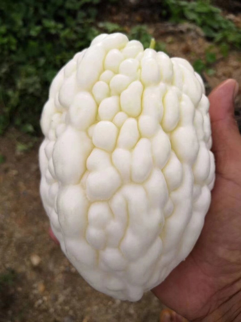 苹果苦瓜种子高产水果苦瓜种籽甘甜春天阳台盆栽家庭蔬菜种子