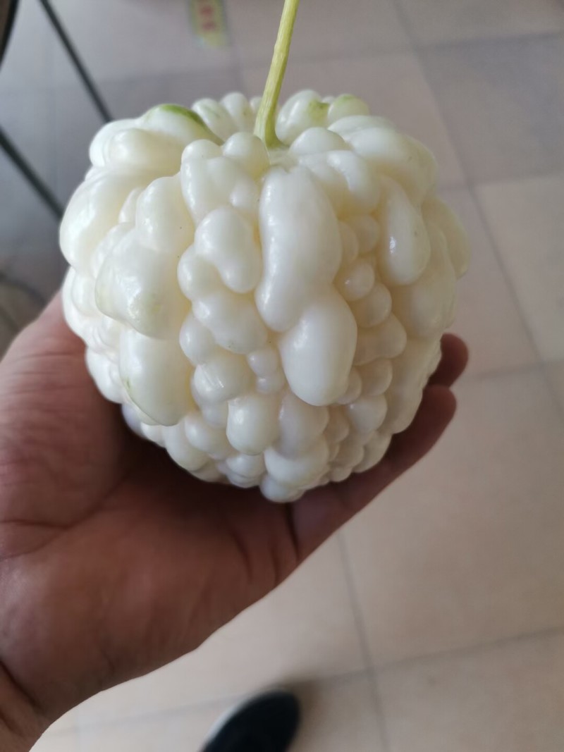 苹果苦瓜种子高产水果苦瓜种籽甘甜春天阳台盆栽家庭蔬菜种子
