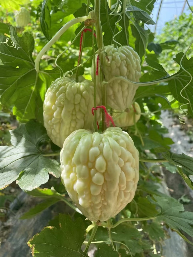 苹果苦瓜种子高产水果苦瓜种籽甘甜春天阳台盆栽家庭蔬菜种子