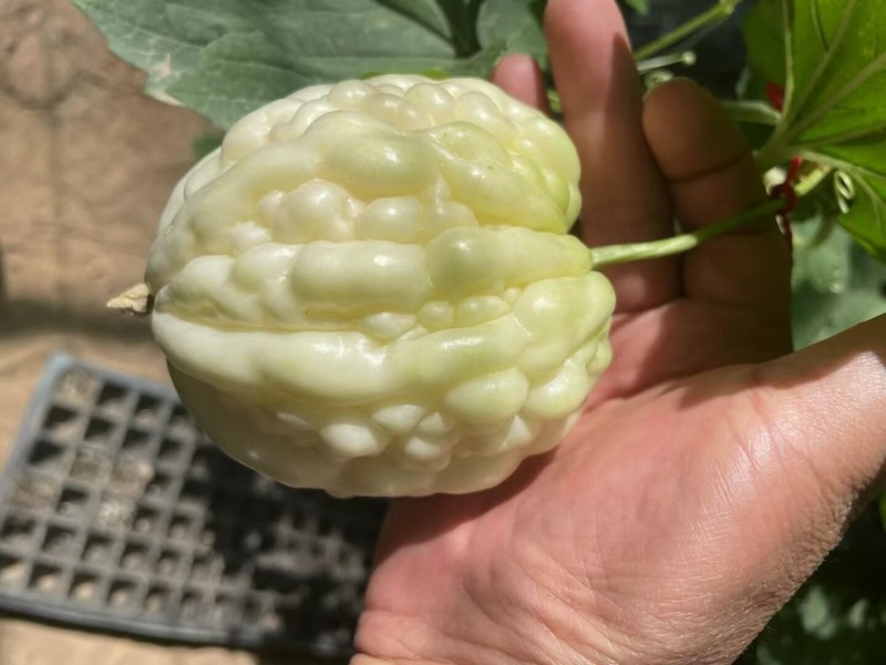 苹果苦瓜种子高产水果苦瓜种籽甘甜春天阳台盆栽家庭蔬菜种子