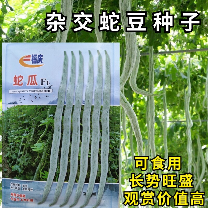 蛇豆种子蛇瓜种籽四季特大葫芦春季四季观赏野菜盆栽蔬菜种孑