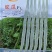 蛇豆种子蛇瓜种籽四季特大葫芦春季四季观赏野菜盆栽蔬菜种孑