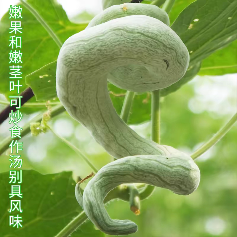 蛇豆种子蛇瓜种籽四季特大葫芦春季四季观赏野菜盆栽蔬菜种孑