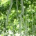 蛇豆种子蛇瓜种籽四季特大葫芦春季四季观赏野菜盆栽蔬菜种孑