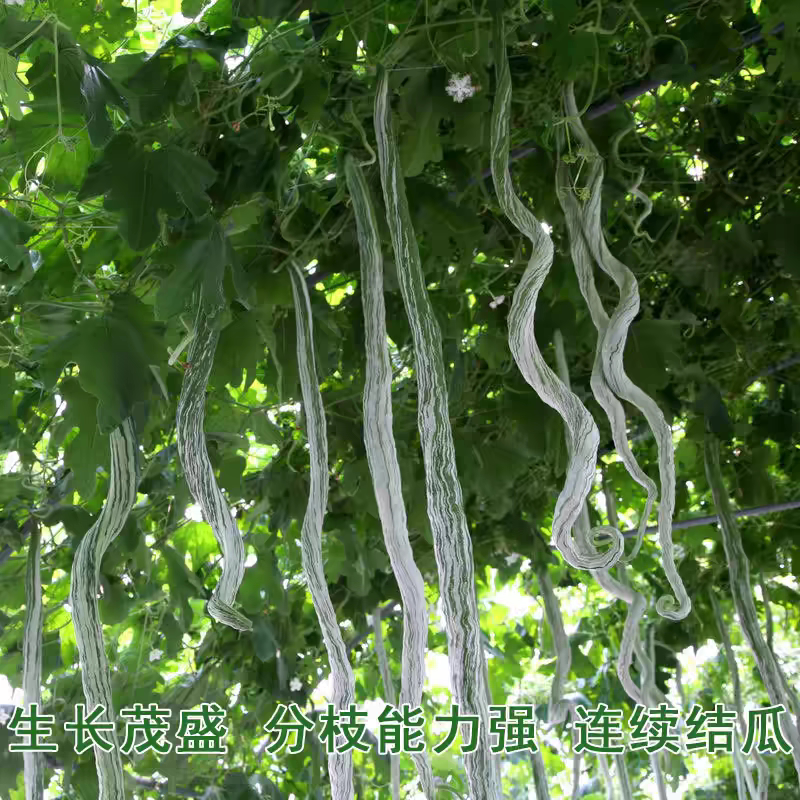 蛇豆种子蛇瓜种籽四季特大葫芦春季四季观赏野菜盆栽蔬菜种孑