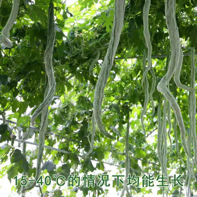 蛇豆种子蛇瓜种籽四季特大葫芦春季四季观赏野菜盆栽蔬菜种孑