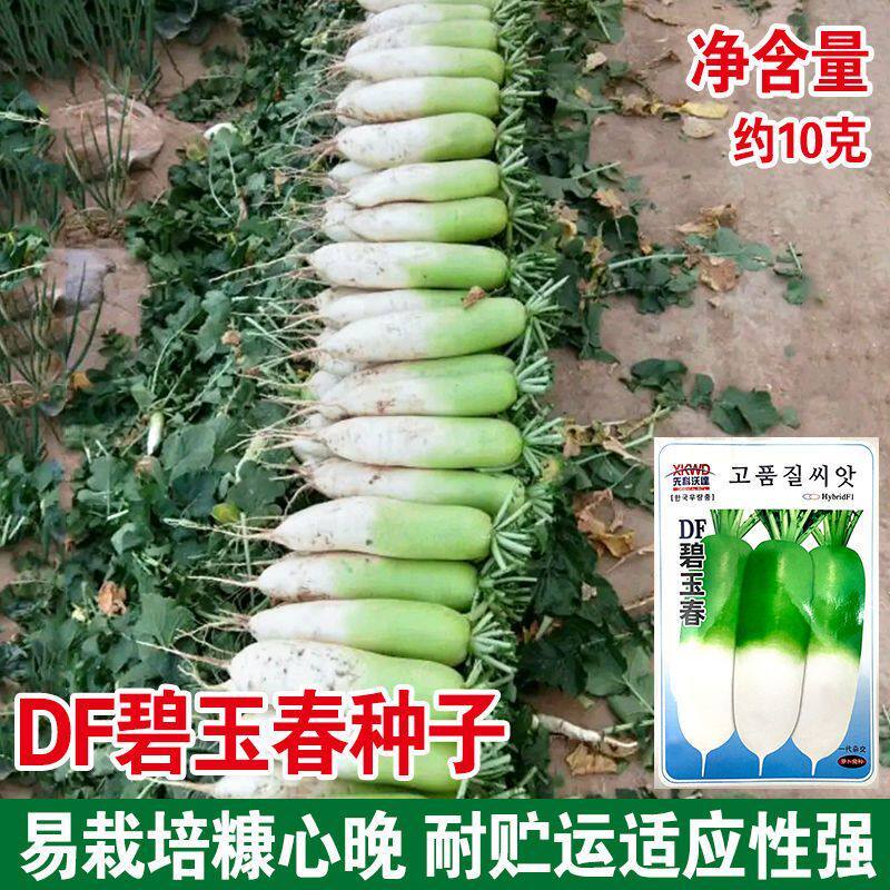碧玉春萝卜种子春播耐抽苔青萝卜绿皮耐糠心甜脆萝卜蔬菜种子