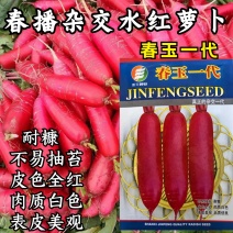 水萝卜种子春玉一号杂交红皮白肉萝卜种籽耐抽耐糠春秋蔬菜种