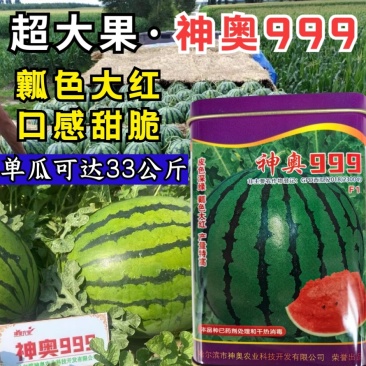 神奥999西瓜种子中晚熟高产大果绿皮红瓤皮薄地雷西瓜种子