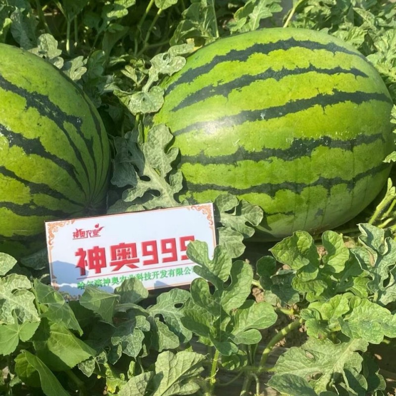 神奥999西瓜种子中晚熟高产大果绿皮红瓤皮薄地雷西瓜种子