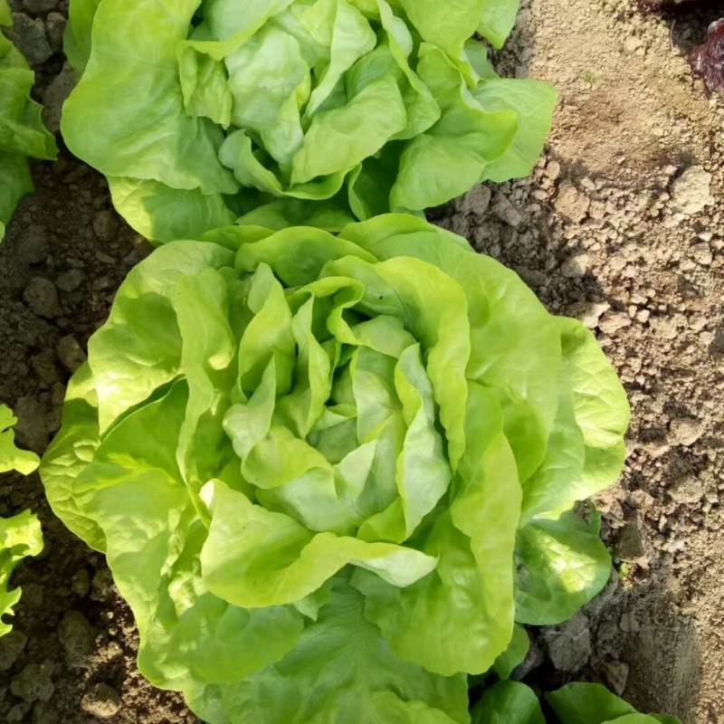 慕斯奶油生菜种子硕源耐热耐寒翠绿四季奶油生菜大田蔬菜种子