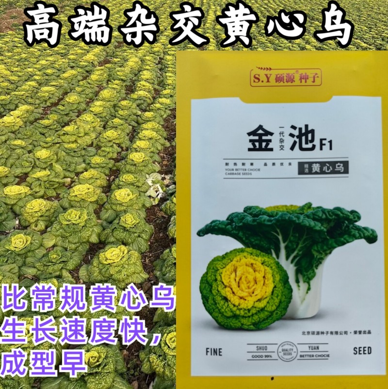 金池黄心乌种子杂交耐热耐寒黄心菜乌塌菜种子秋冬蔬菜种籽