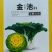 金池黄心乌种子杂交耐热耐寒黄心菜乌塌菜种子秋冬蔬菜种籽