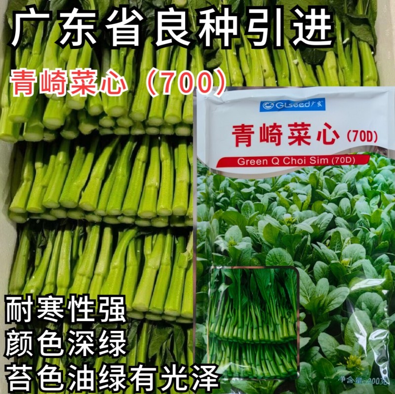 广东菜心种子广良青崎菜心青菜苔耐寒春秋油绿四季蔬菜种子籽