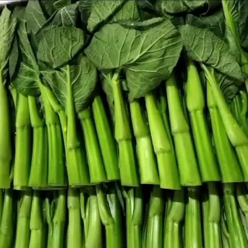广东菜心种子广良青崎菜心青菜苔耐寒春秋油绿四季蔬菜种子籽