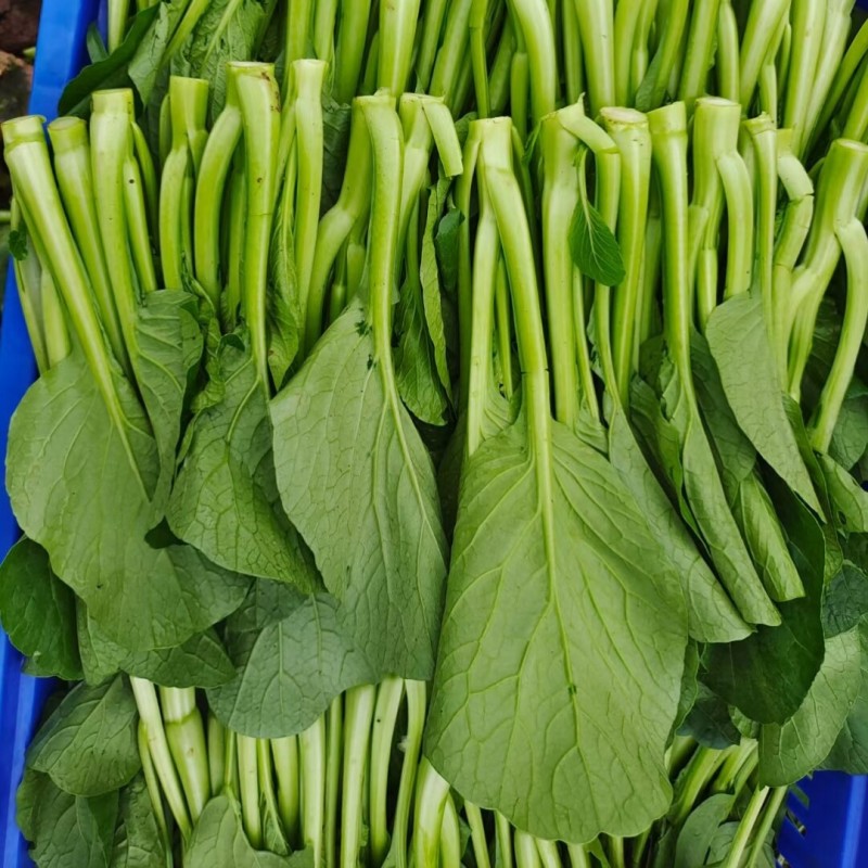 广东菜心种子广良青崎菜心青菜苔耐寒春秋油绿四季蔬菜种子籽