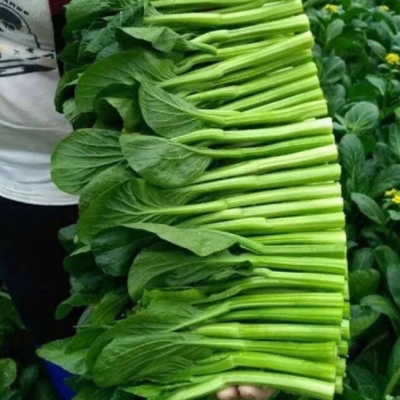 广东菜心种子广良青崎菜心青菜苔耐寒春秋油绿四季蔬菜种子籽