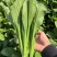 广东菜心种子广良青崎菜心青菜苔耐寒春秋油绿四季蔬菜种子籽