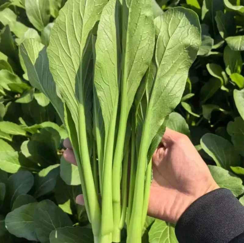 广东菜心种子广良青崎菜心青菜苔耐寒春秋油绿四季蔬菜种子籽