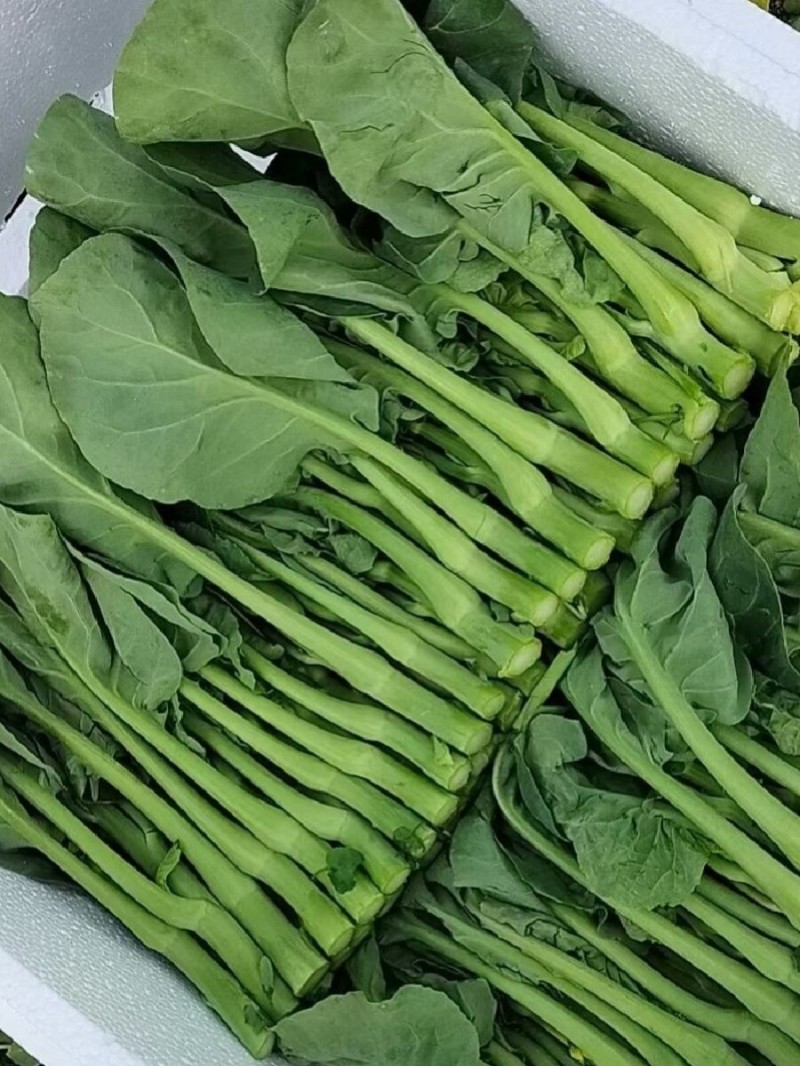 广东菜心种子广良青崎菜心青菜苔耐寒春秋油绿四季蔬菜种子籽