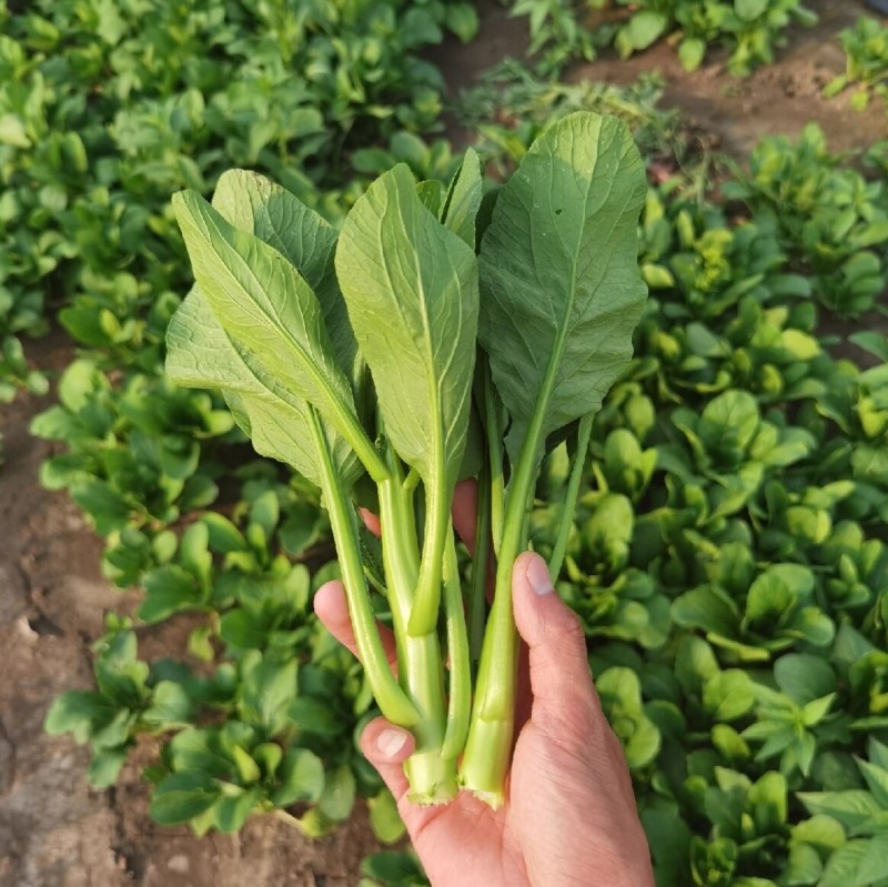 广东菜心种子广良青崎菜心青菜苔耐寒春秋油绿四季蔬菜种子籽