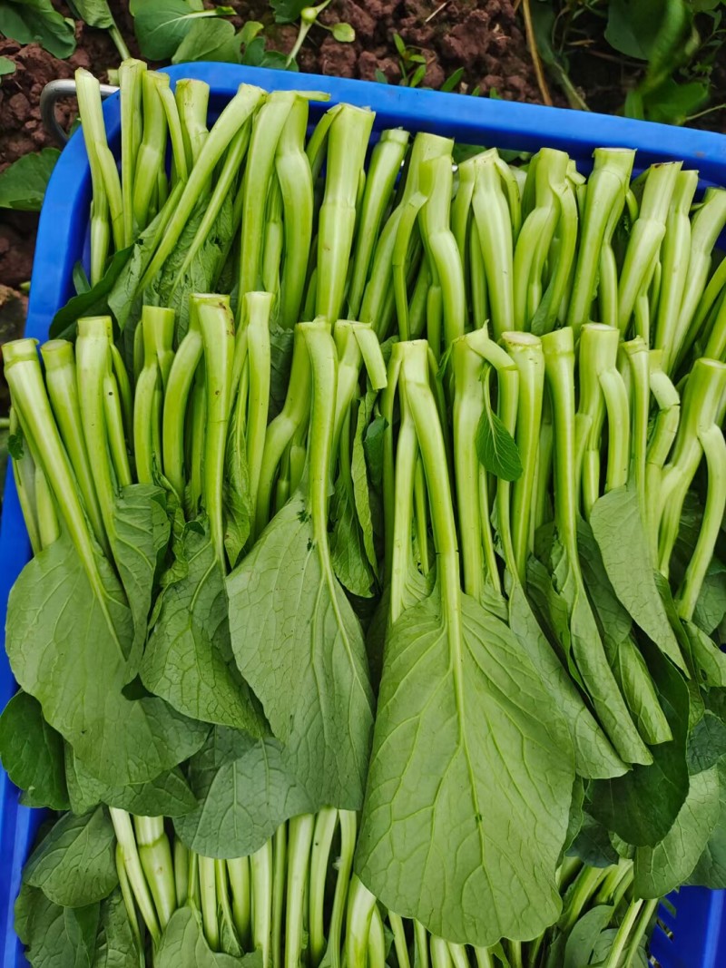 广东菜心种子广良青崎菜心青菜苔耐寒春秋油绿四季蔬菜种子籽