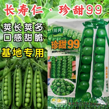 珍甜99甜豌豆种子长寿仁大荚大粒甜脆春秋播四季豌豆种籽