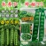 珍甜99甜豌豆种子长寿仁大荚大粒甜脆春秋播四季豌豆种籽