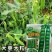 珍甜99甜豌豆种子长寿仁大荚大粒甜脆春秋播四季豌豆种籽
