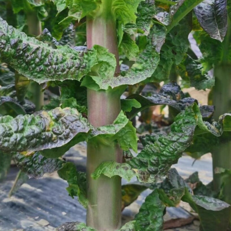 红金玉1号莴笋种子红皮莴笋莴苣耐寒秋冬抗病青肉脆嫩蔬菜种
