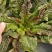 红金玉1号莴笋种子红皮莴笋莴苣耐寒秋冬抗病青肉脆嫩蔬菜种