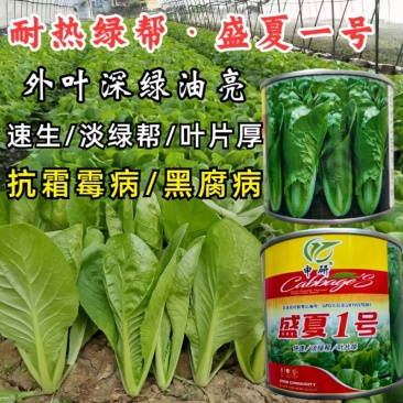 绿帮快菜种子盛夏一号耐热叶深绿抗高温绿杆快菜四季小白菜种