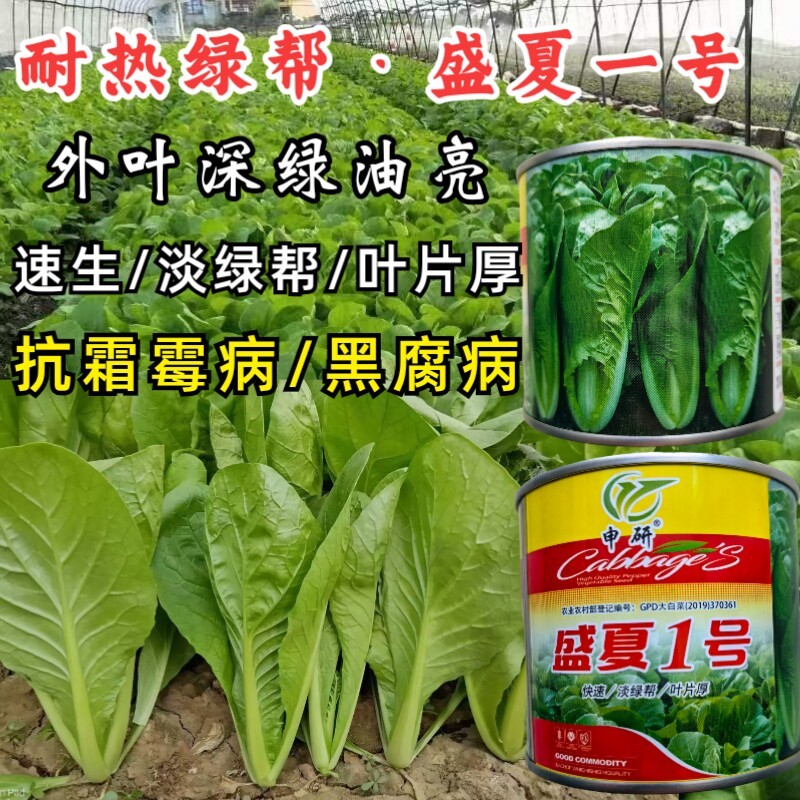 绿帮快菜种子盛夏一号耐热叶深绿抗高温绿杆快菜四季小白菜种