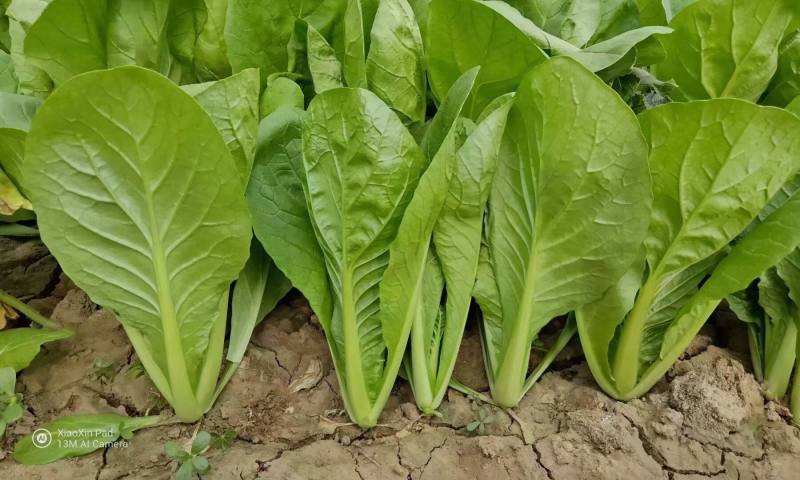 绿帮快菜种子盛夏一号耐热叶深绿抗高温绿杆快菜四季小白菜种