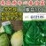 牛心甘蓝种子春甘108尖顶包菜耐寒耐抽苔越冬春秋甘蓝种籽
