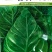 牛心甘蓝种子春甘108尖顶包菜耐寒耐抽苔越冬春秋甘蓝种籽