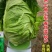 牛心甘蓝种子春甘108尖顶包菜耐寒耐抽苔越冬春秋甘蓝种籽