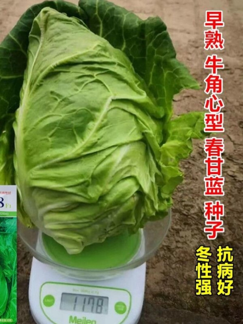 牛心甘蓝种子春甘108尖顶包菜耐寒耐抽苔越冬春秋甘蓝种籽