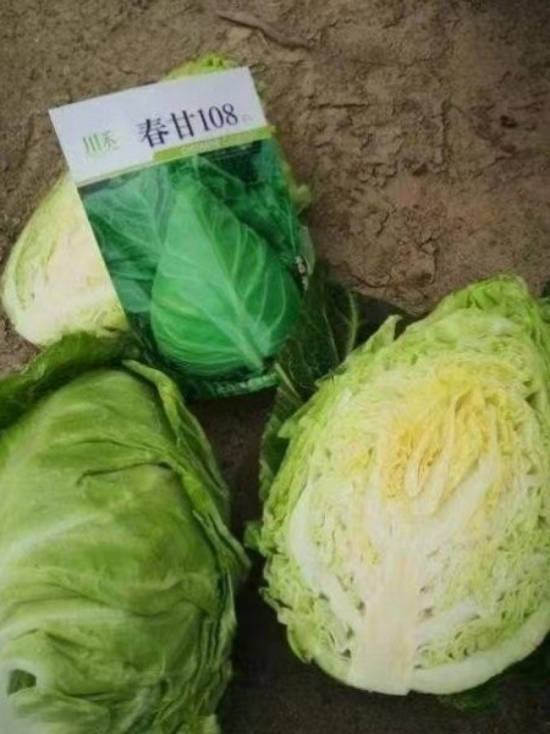 牛心甘蓝种子春甘108尖顶包菜耐寒耐抽苔越冬春秋甘蓝种籽