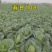 牛心甘蓝种子春甘108尖顶包菜耐寒耐抽苔越冬春秋甘蓝种籽