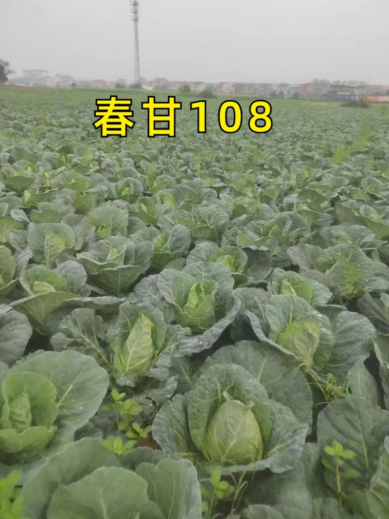 牛心甘蓝种子春甘108尖顶包菜耐寒耐抽苔越冬春秋甘蓝种籽