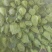 牛心甘蓝种子春甘108尖顶包菜耐寒耐抽苔越冬春秋甘蓝种籽