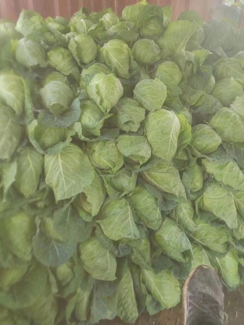 牛心甘蓝种子春甘108尖顶包菜耐寒耐抽苔越冬春秋甘蓝种籽